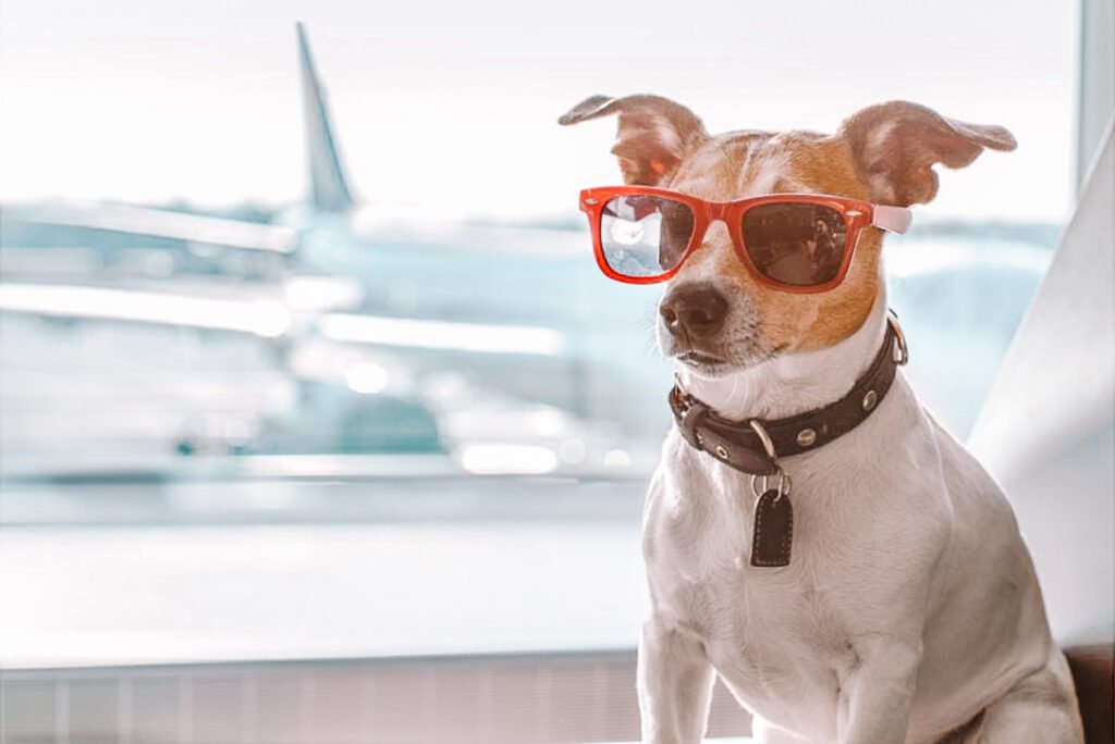 Flyin with a Dog - Dog at the Airport