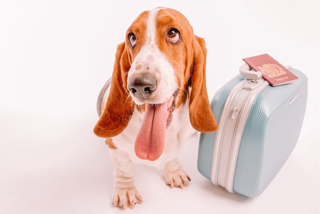 Flying with a Dog - Dog's Packing List