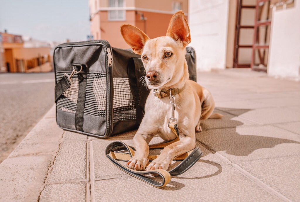 Flying with a Dog - Travel Day