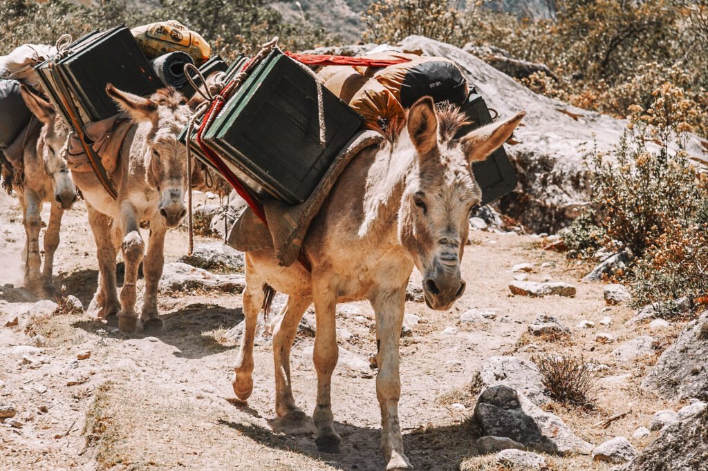 donkey carries things - animal abuse
