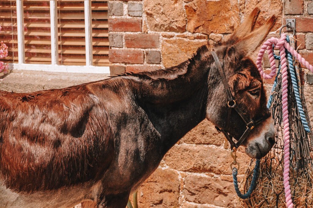 animal tourism - donkey rides