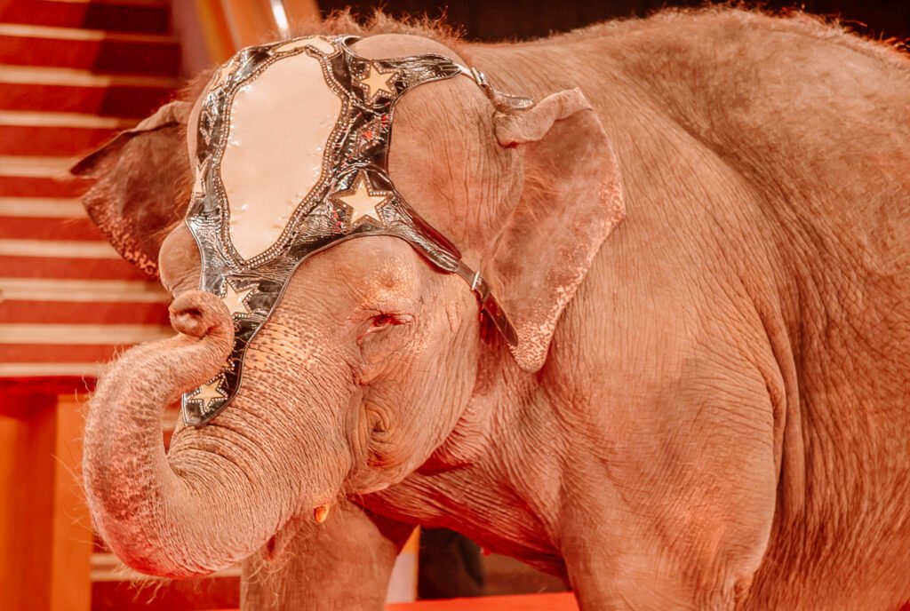 Circuses - elephant that suffers