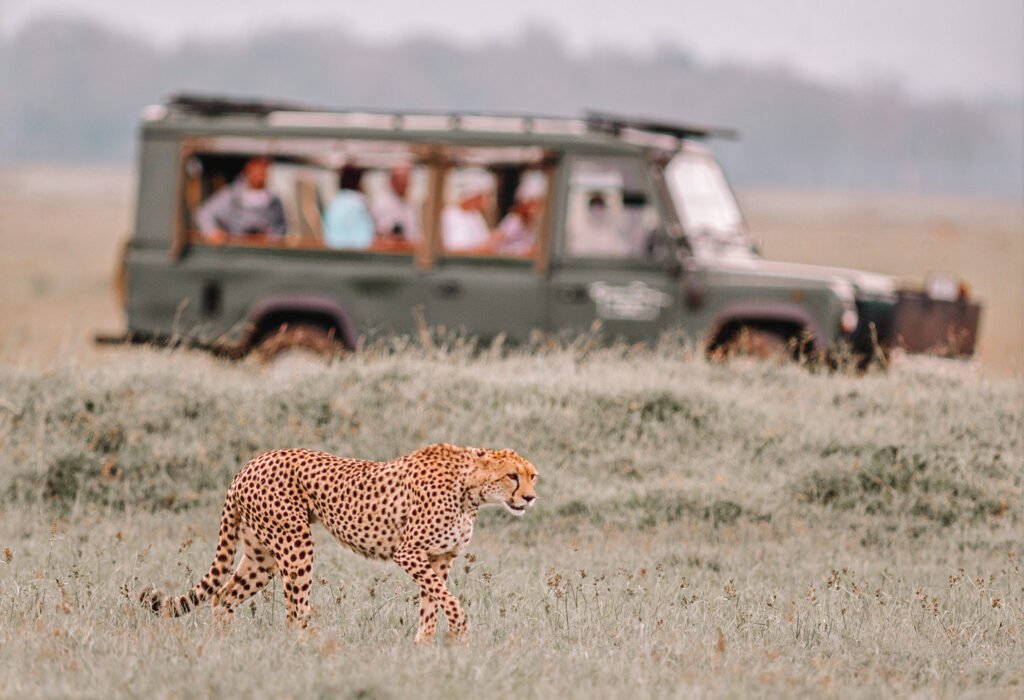 responsible travel - free tiger - safari