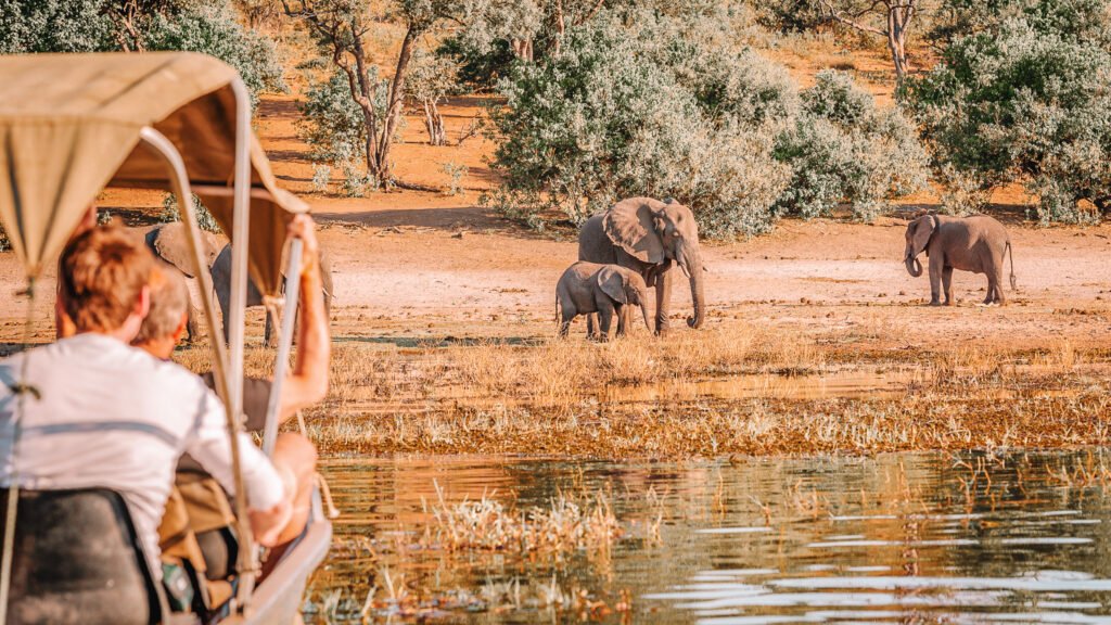 animal tourism - safari - elephants being happy and free