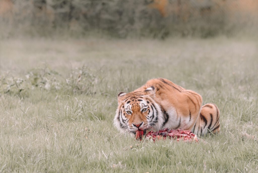 Live Animal Feeding Shows (Carnivores)