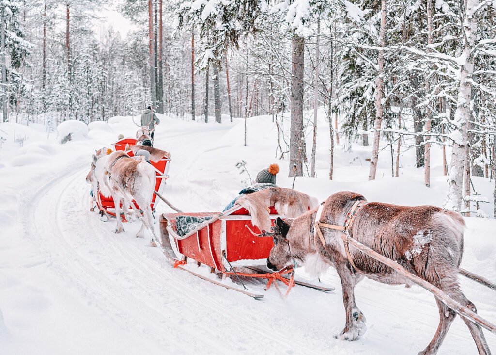 animal cruelty in tourism - Reindeer Rides