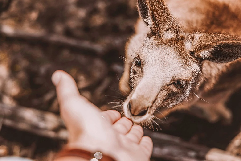 kangaroo and a person