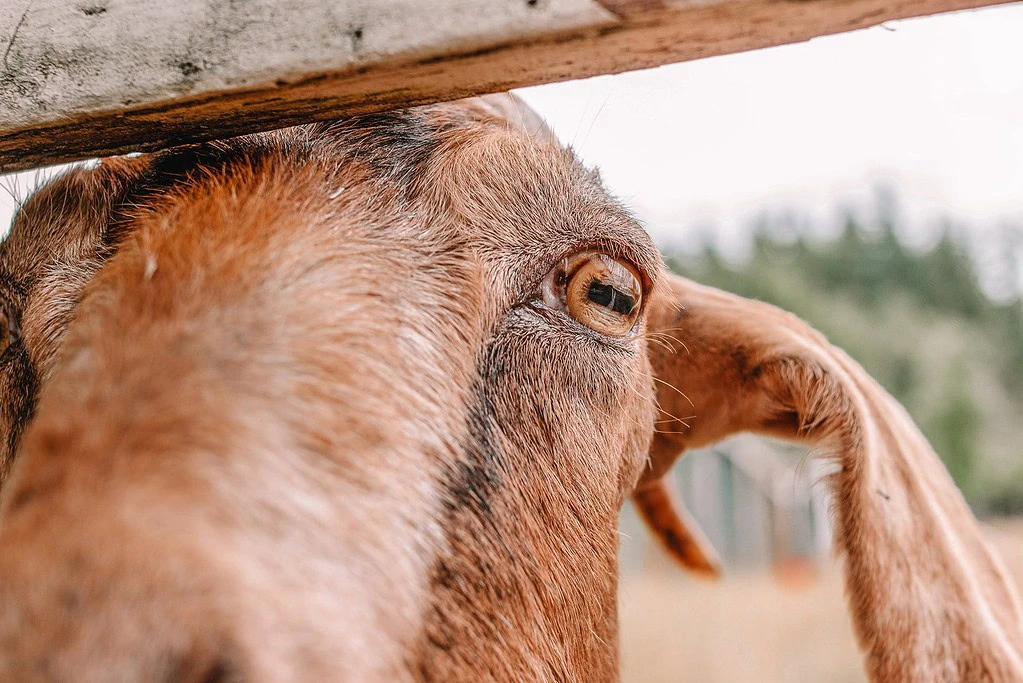 Mobile Petting Zoos - goat