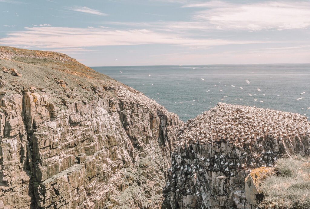 animals in tourism - Bird Watching at Coastal Preserves