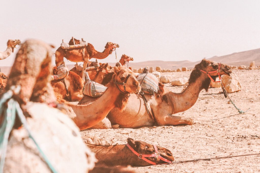 Desert Animal Treks - camels