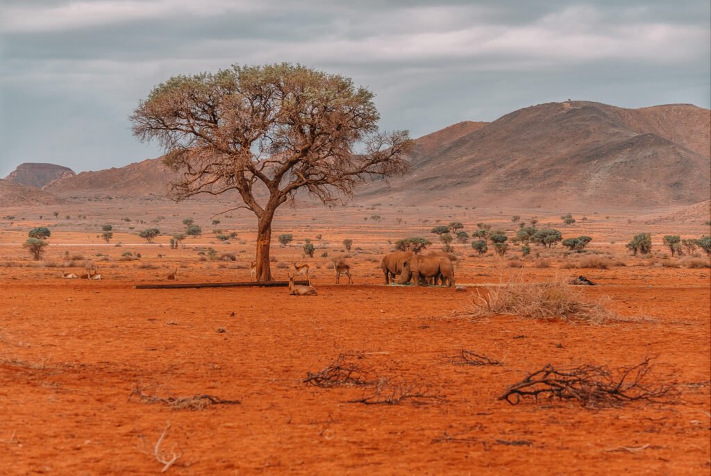 Desert Wildlife Tracking - ethical tourism