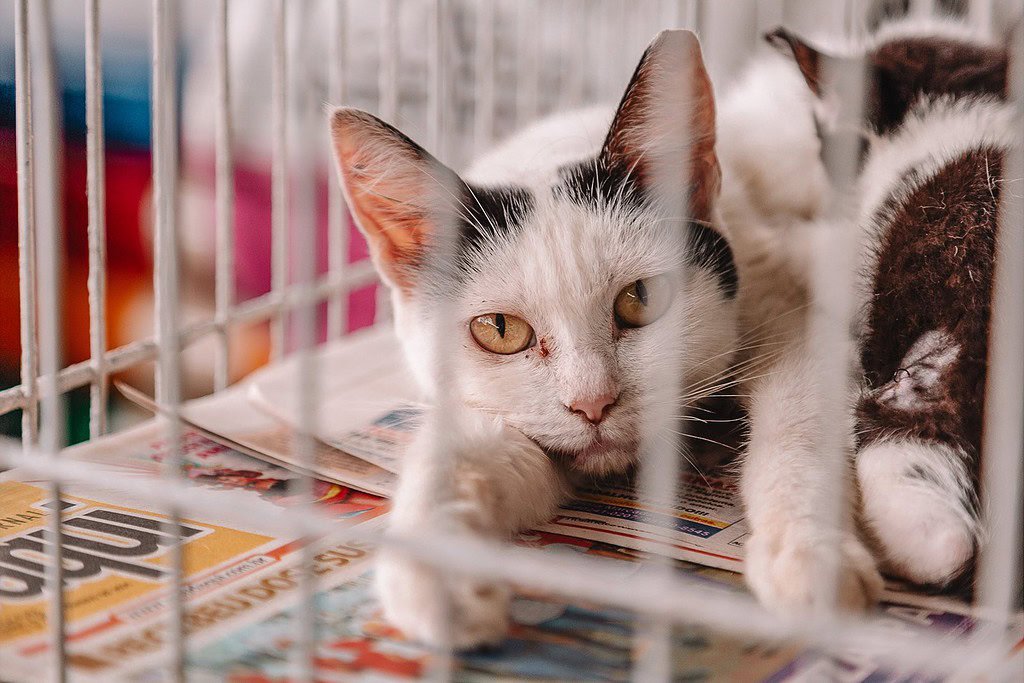 Pet Adoption Events with Unsafe Practices - cat in small cage