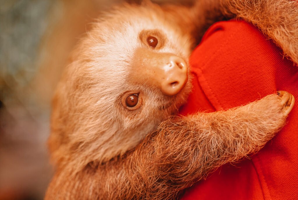 sloth with a person