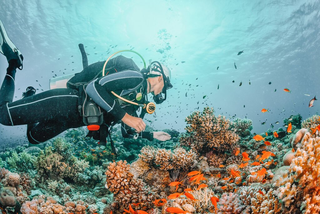 Underwater Exploration - animals in tourism