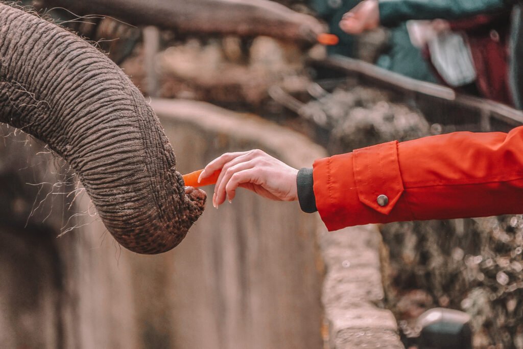 woman giving carrot to elephant