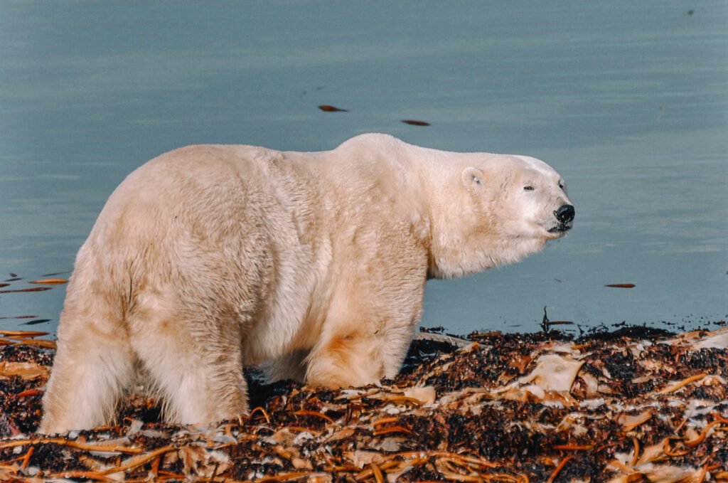 Polar bear in Churchill