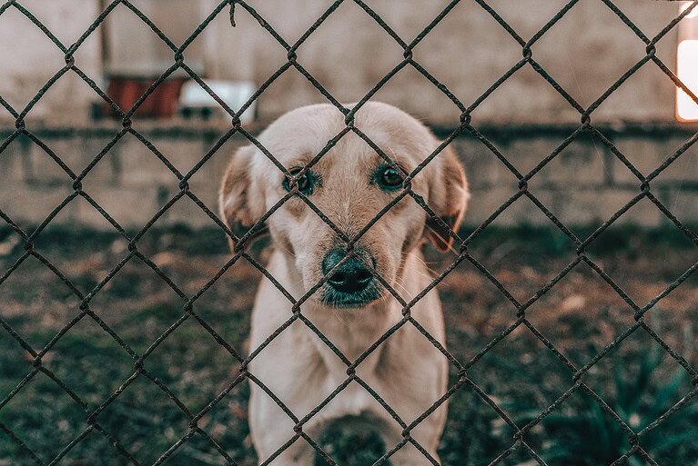 The TikTok Trend That Broke Me - dog behing a fence